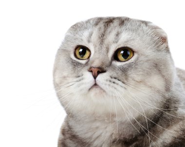 kabarık gri güzel yetişkin kedi