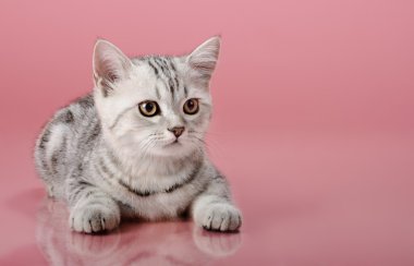 Yavru kedi