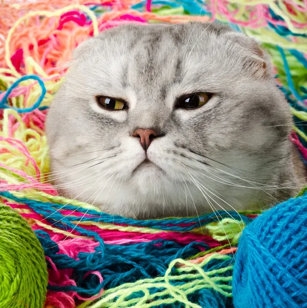 Fluffy gray beautiful adult cat — Stock Photo, Image