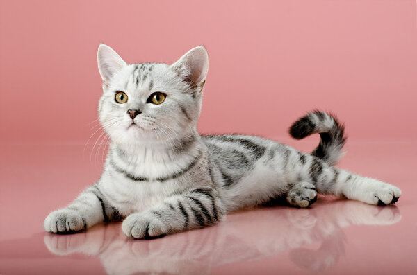 Kitten — Stock Photo, Image