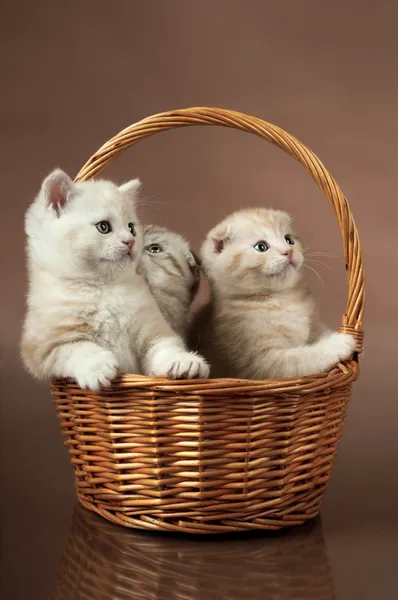 Pequeños gatitos esponjosos — Foto de Stock