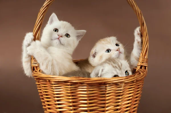 Tüylü küçük kedi yavrusu — Stok fotoğraf