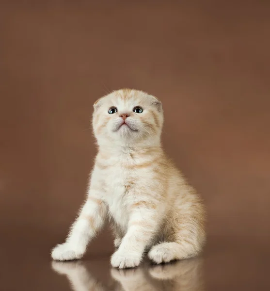 Kitten — Stock Photo, Image