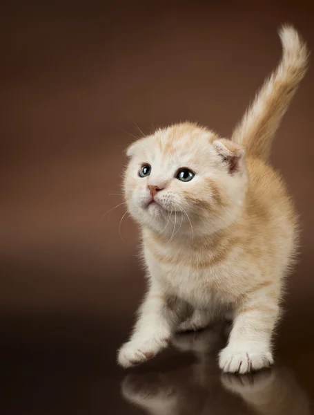 Kitten — Stock Photo, Image