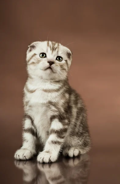 Kitten — Stock Photo, Image