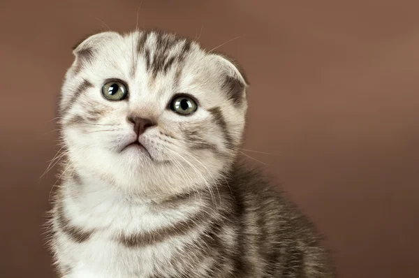 Kitten — Stock Photo, Image