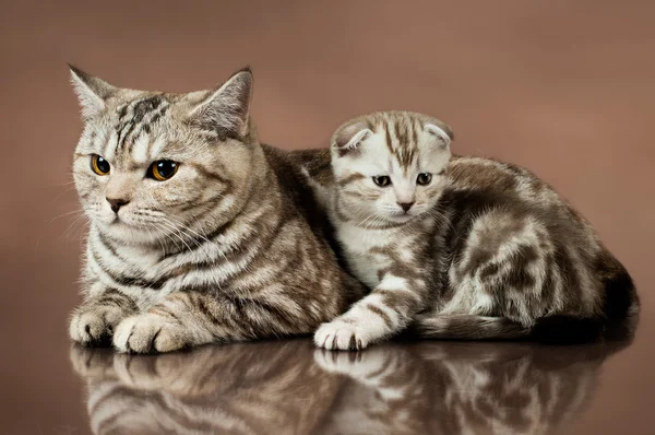 Kittens — Stockfoto