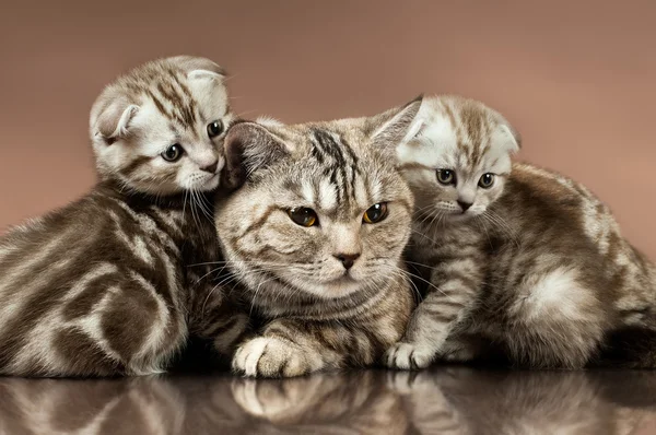 Kittens — Stockfoto