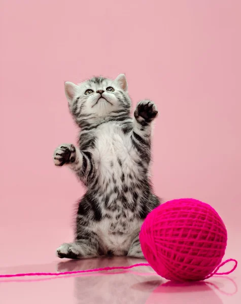 Kitten — Stock Photo, Image