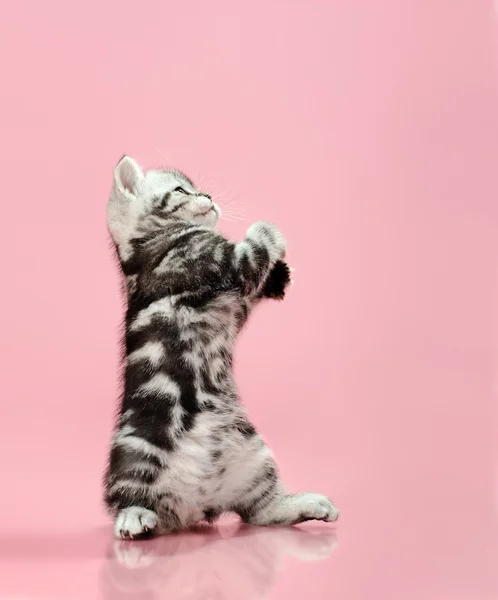 Kitten — Stock Photo, Image