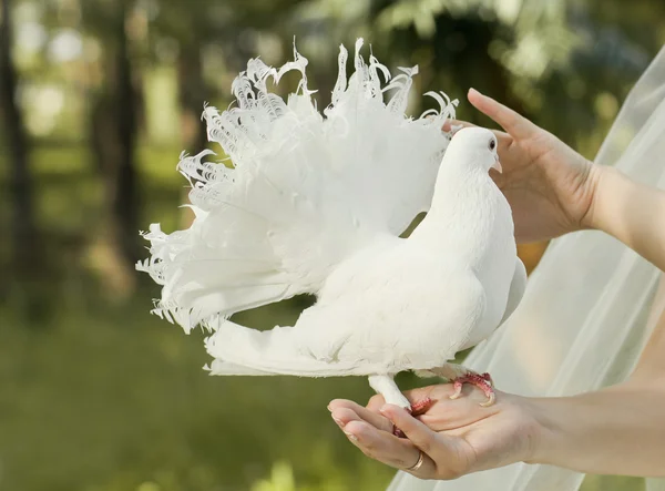 Pigeon — Stock Photo, Image