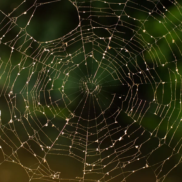 Павутиною — стокове фото