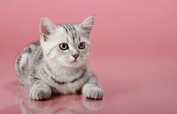 Kitten — Stock Photo, Image