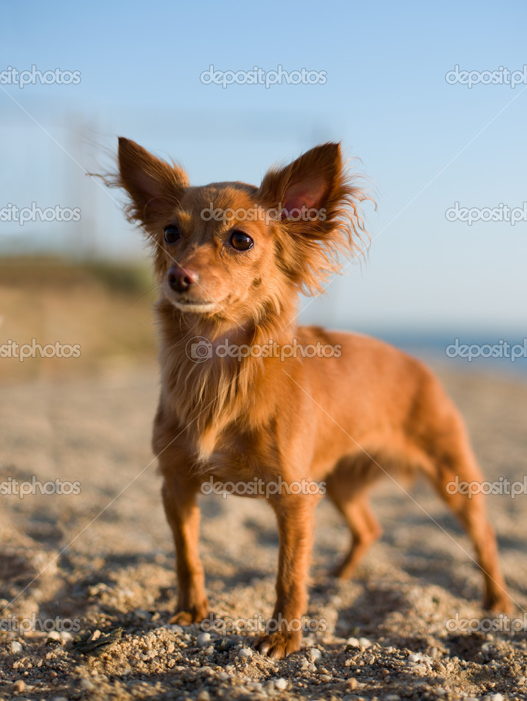 Photo beautiful red-haired little dog on nature, evening light — Stock