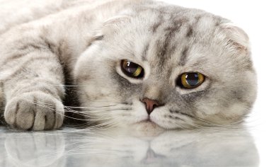 Gri kedi