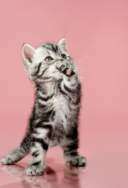 Yavru kedi