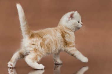 Yavru kedi