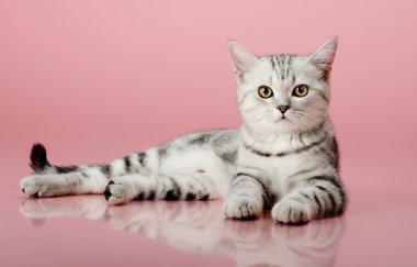 Yavru kedi