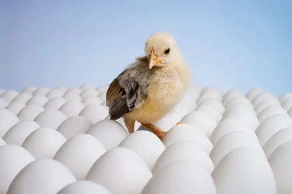 Chicken nestling — Stock Photo, Image