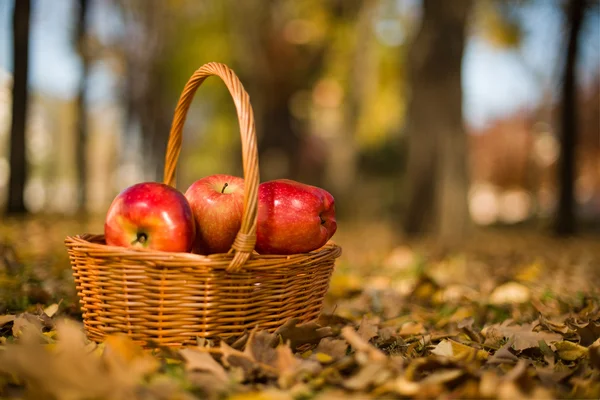 Apples in basket — Stock Photo, Image