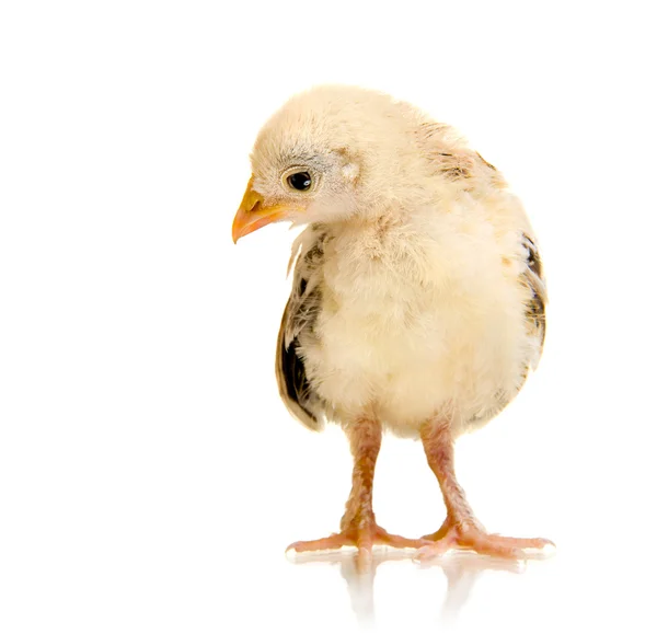 Huvudet chick — Stockfoto