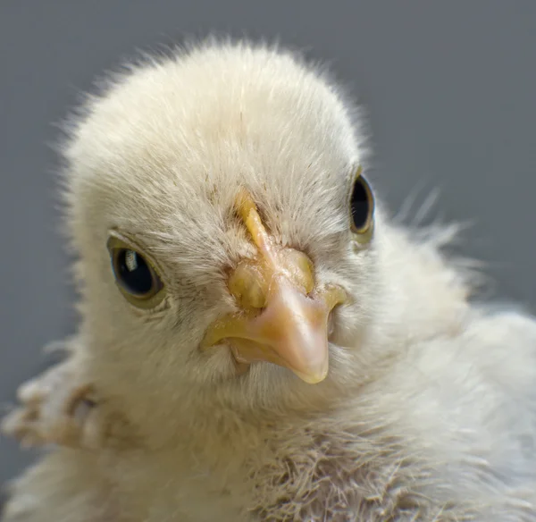 Head chick — Stock Photo, Image