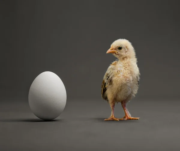 Chick and egg — Stock Photo, Image