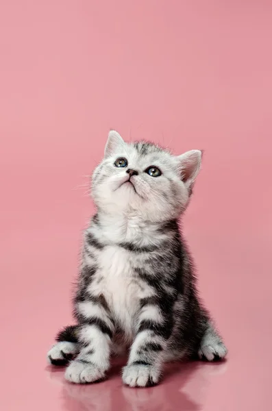 Kitten — Stock Photo, Image