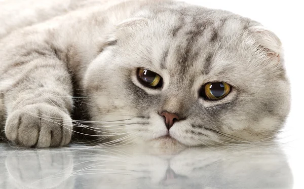 Gato gris — Foto de Stock