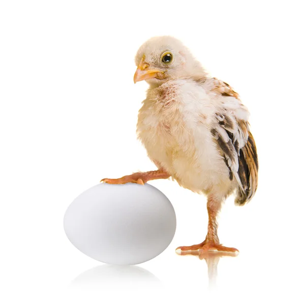 Chick and egg — Stock Photo, Image