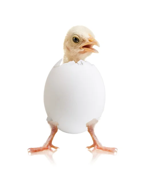 Little chick — Stock Photo, Image