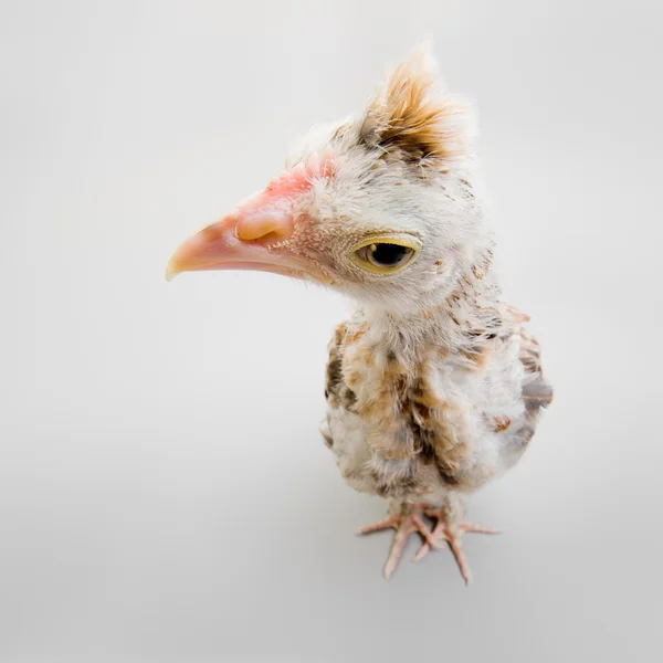 Petite poulette — Photo