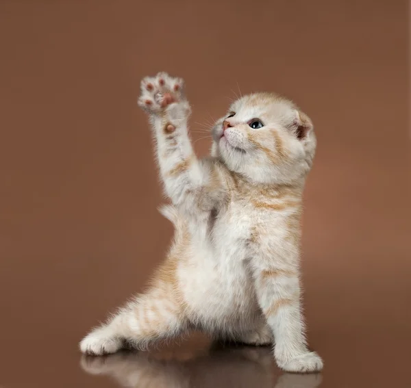 Kitten — Stock Photo, Image