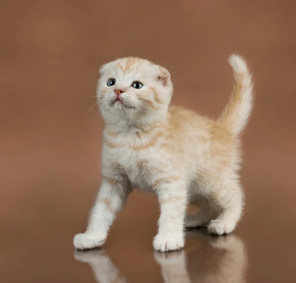 Kitten — Stock Photo, Image