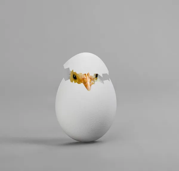 Huhn im Ei — Stockfoto