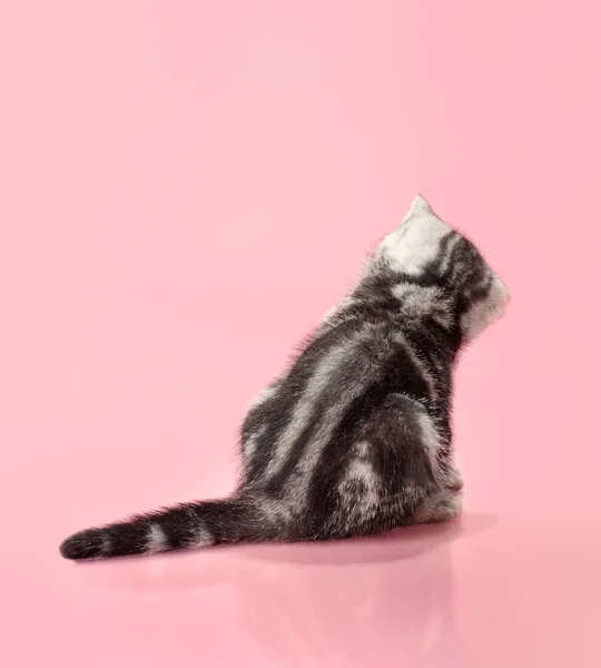 Kotě — Stock fotografie