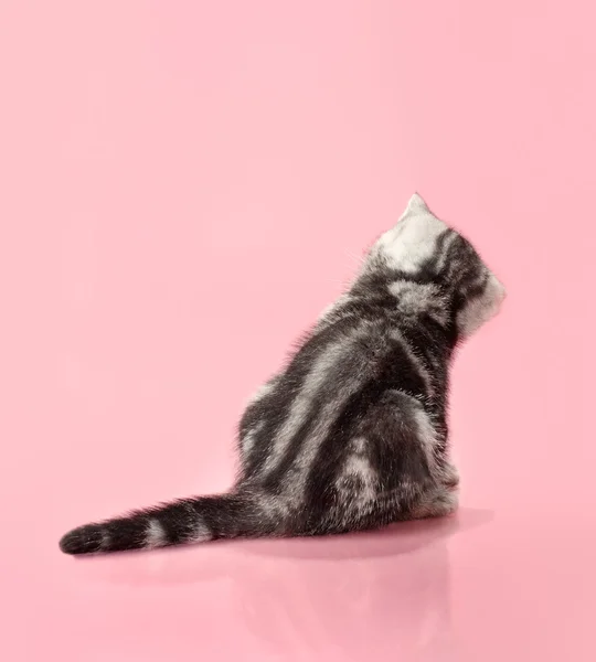 Kitten — Stock Photo, Image