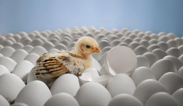 Chicken nestling — Stock Photo, Image