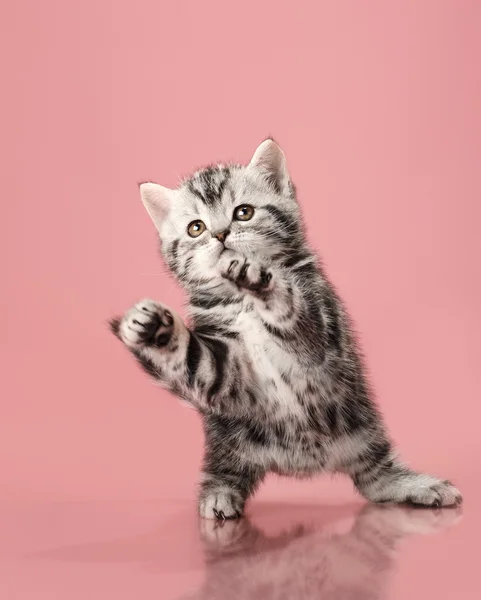 Kitten — Stock Photo, Image