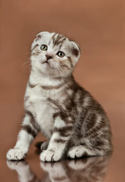 Kitten — Stock Photo, Image