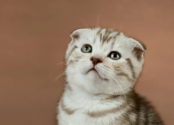 Kitten — Stock Photo, Image