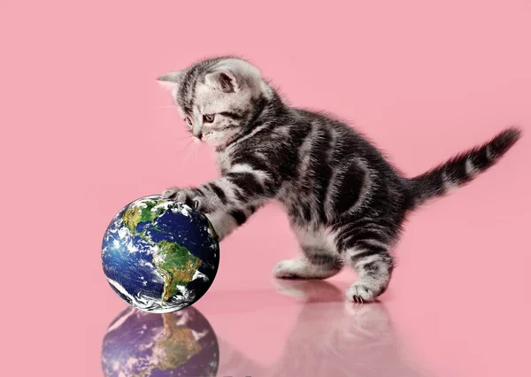 Kitten — Stock Photo, Image