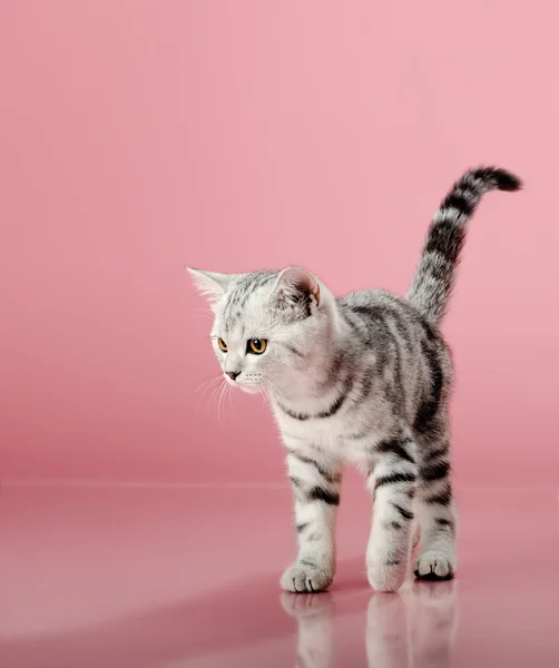 Kitten — Stock Photo, Image