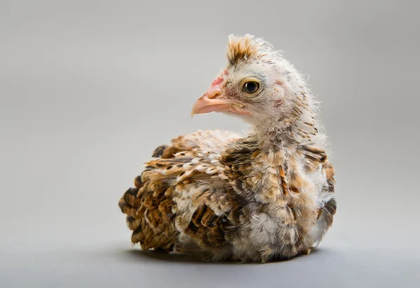 Little chick — Stock Photo, Image