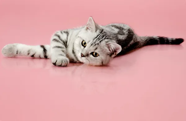 Gatinho — Fotografia de Stock