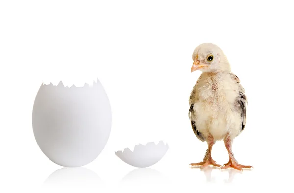 Little chick — Stock Photo, Image