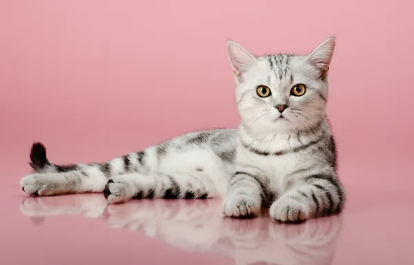 Kitten — Stock Photo, Image