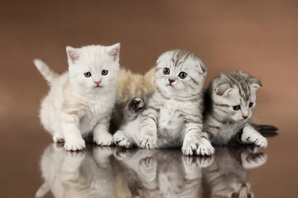 Kittens — Stockfoto