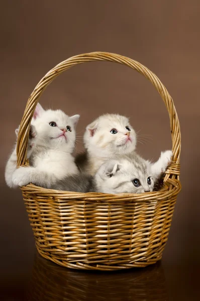 Gatitos — Foto de Stock