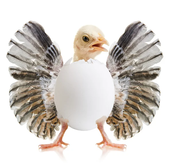 Little chick — Stock Photo, Image